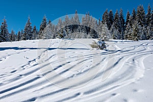 Ski tracks in powder snow