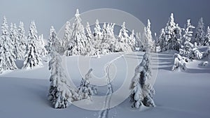 Ski trail leading among trees, Martinske hole, Mala Fatra, Slovakia