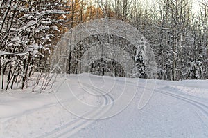 The ski trail in the winter forest goes around the bend in the rays of the setting sun