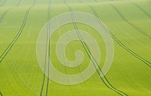 Skid marks in a crop field