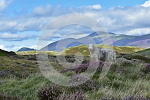 Skiddaw group behind sheep