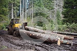 The skidder pulling the timber through the muddy road