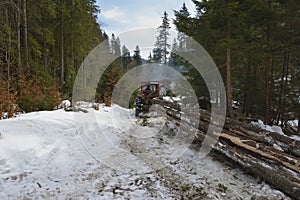 Skidding timber / Tractor is skidding cut trees out of the forest