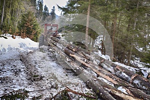 Skidding timber / Tractor is skidding cut trees out of the forest