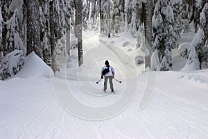 Skier skiing in Winter forest