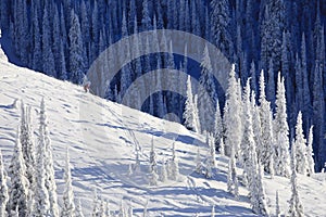 Skier On Snow Covered Mountainside photo