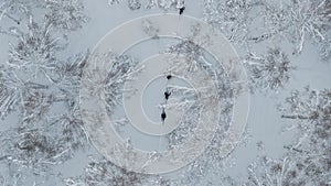 Skiers glide through snowy forest drone top view capturing essence of skiing trip. Skiing trip amidst winter trees