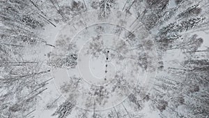 Skiers glide through snowy forest drone top view capturing essence of skiing trip. Skiing trip amidst winter trees