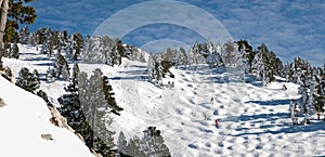 Skiers go down a ski piste with bumps in the middle of fir trees