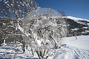 Skiers on piste through trees
