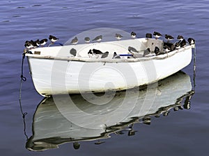 A Skiff Full of Turnstones