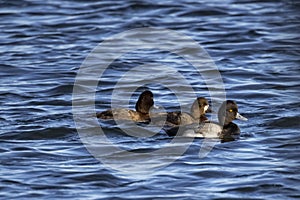 Skiff of Lesser Scaup Diving ducks on Blue water