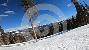 Skiing alone downhill between pine trees at Breckenridge ski resort, Colorado.
