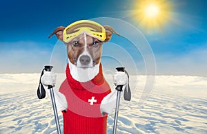 Skiing dog