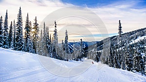 Skiing down the ski runs surrounded by snow covered trees in the winter landscape