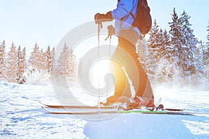 Skiing downhill, skier in winter forest