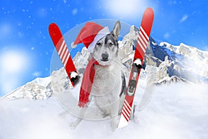 Skiing malamute dog sitting in the snow wearing a santa hat and scarf