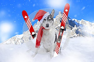 Skiing malamute dog sitting in the snow wearing a santa hat and scarf