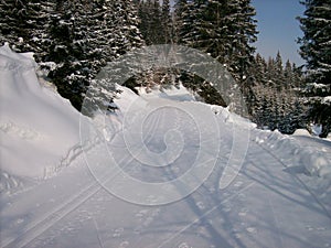 A skiing path for langlauf activities with surrounding trees