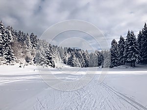 Skiing slope on a hill with fir tree forests on a cloudy winter day