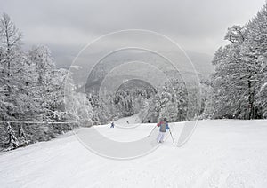 Skiing on the slopes among the fir trees