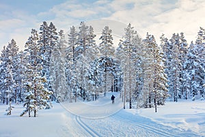 Skiing trail in beautiful winter forest