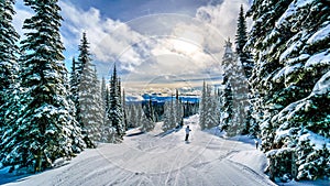 Skiing under Sunset in a Winter Landscape in the High Alpine on the Ski Hills of Sun Peaks