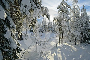 Skiing vacation in beautiful Dalarna,Sweden