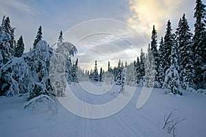 Skiing vacation in beautiful Dalarna,Sweden