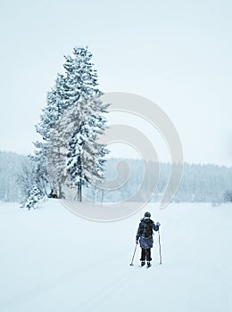 Skiing in the winter forest