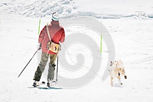 Skijoring dog racing practice on ski slopes. Winter dog sport competition. Siberian husky dog pulls skier. Active skiing on snowy