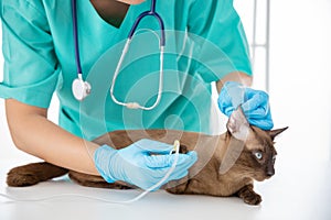 Skilful young veterinarian is examining the ear of brown cat in vet clinic