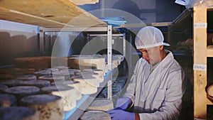 Skilled cheesemaker checking aging process of hard goat cheese in special maturing chamber at dairy