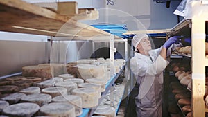 Skilled cheesemaker checking aging process of hard goat cheese in special maturing chamber at dairy