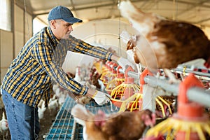 Skilled farmer setting up feeders for laying hens in henhouse