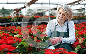 Female florist cultivating poinsettia in greenhouse