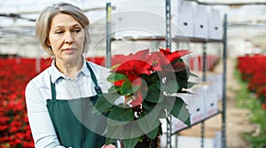 Female florist cultivating poinsettia in greenhouse