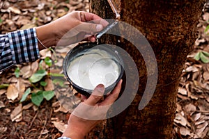 The skilled hand of a rubber planter deftly collects the rubber to the cup from the rubber tree's bark