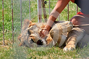 Skilled lion tamer demonstrates trust and love by affectionately embracing a magnificent lion inside a colorful circus tent,