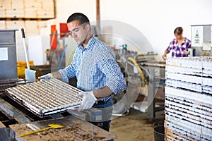 Skilled man taking out trays with earth and seeds from automatic filling and seeding line for growing containerized