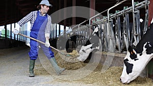 Skilled man working on dairy farm, arranging hay for feeding cows in outdoor stall