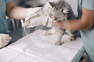 Skilled veterinarians examines cat on intravenous infusion at table