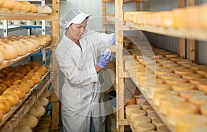 Skilled woman controlling maturing process of cheese wheels