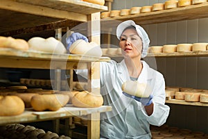 Skilled woman controlling maturing process of cheese wheels