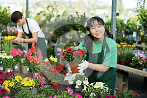 Skilled young Asian female worker in apron gardening in glasshouse, inspecting Petunia plant in pot