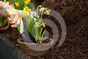 Skillful female gardener is working in greenhouse