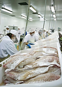 Skillful fish cutters