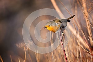 Skillful robin bird on the branch