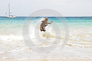 Skimboarder jumping wave.