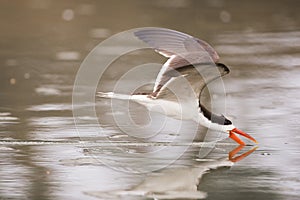 Skimmer photo